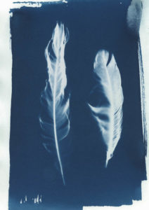 Feather Cyanotype