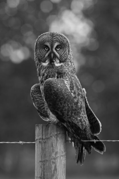 Great Grey photographic print on canvas